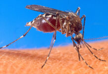 Registra Sagua la Grande ligero descenso en casos febriles al cierre de la semana anterior