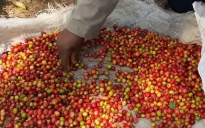 Proyecta Villa Clara recuperación paulatina en la producción cafetalera