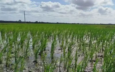 Ambicioso programa para incrementar producción de arroz en Villa Clara