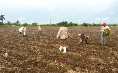 Cooperativa cañera villaclareña en franco desafío con la supervivencia energética