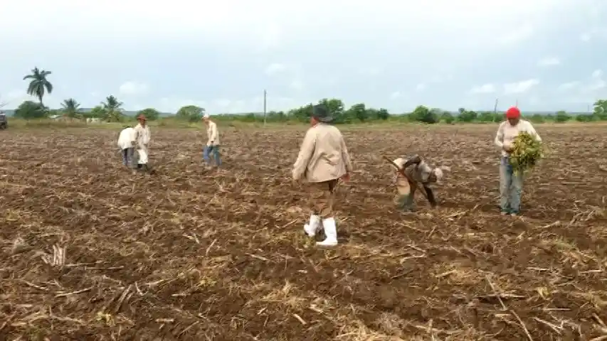 Cooperativa cañera villaclareña en franco desafío con la supervivencia energética