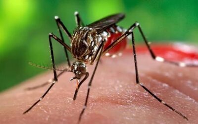 Atención a convalecientes de Chikungunya: cada miércoles hay consulta en el policlínico Mario Antonio Pérez