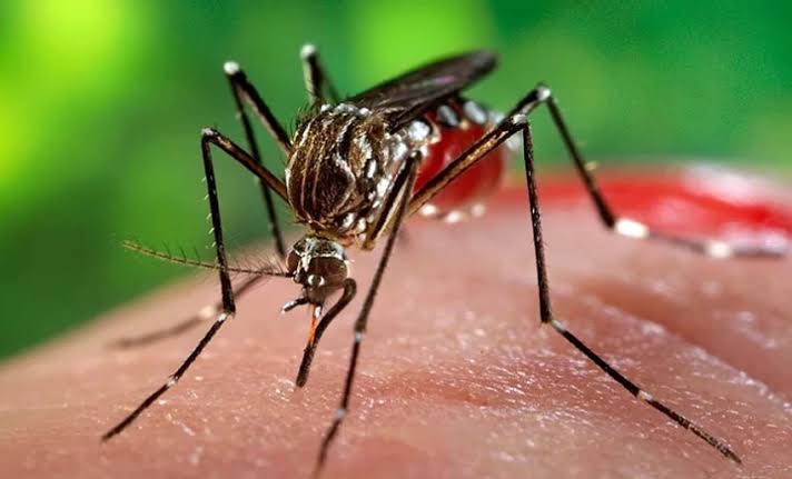 Atención a convalecientes de Chikungunya: cada miércoles hay consulta en el policlínico Mario Antonio Pérez