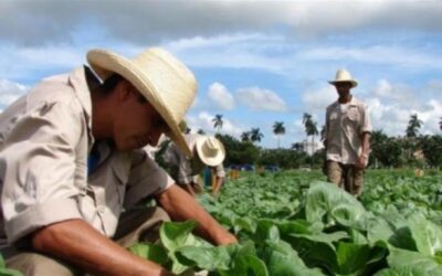 Debate Pleno del Comité Municipal del Partido sobre el Programa de autoabastecimiento alimentario