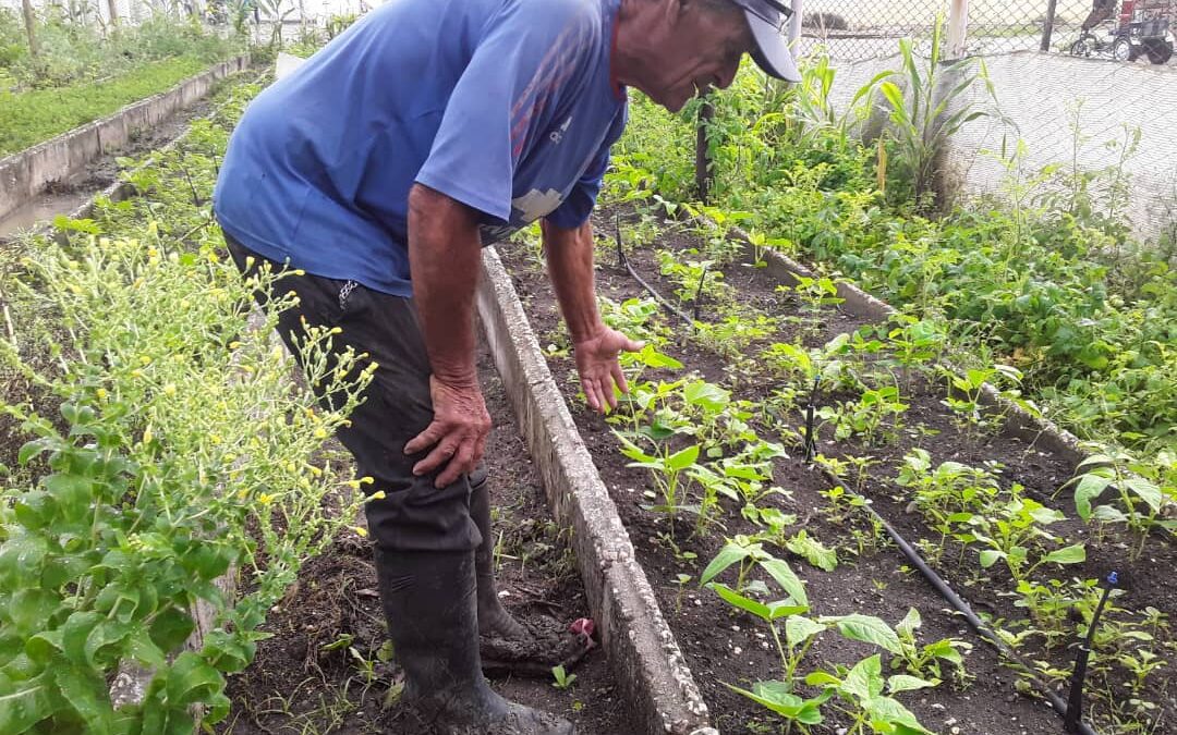 Organopónico de Centro Victoria recupera producciones gracias a paneles solares
