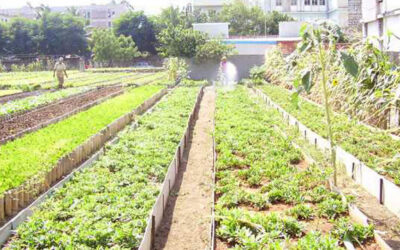 Valoran en reunión del Buró Municipal del Partido temas relativos a la agricultura urbana y el proceso de bancarización