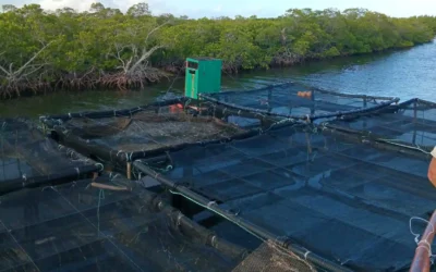 Proyecto vietnamita de cultivo de langosta avanza con éxito en Quemado de Güines