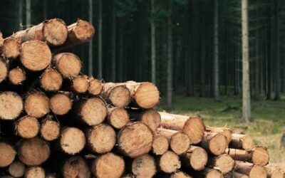 Asueme Empresa Forestal Sagua, producción de ataúdes