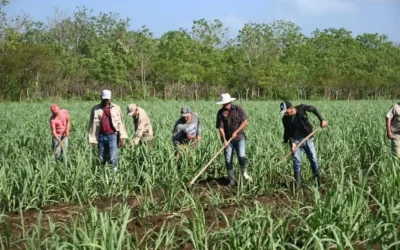 Producción de alimentos con una nueva perspectiva: prioridad de la ciencia villaclareña