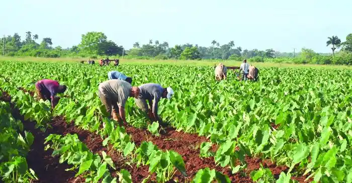 agricultura