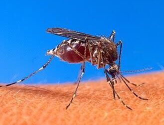 Sagua se detiene por una causa común: La batalla contra el dengue