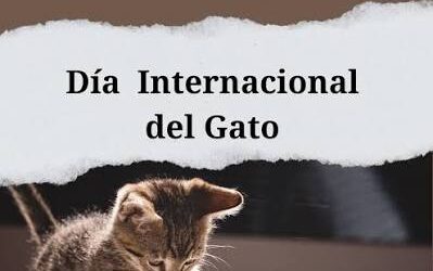 Día Internacional del Gato: Develando mitos y celebrando al felino más misterioso