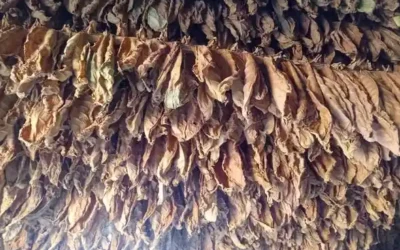 Vegueros de Villa Clara cumplen su plan de producción de tabaco