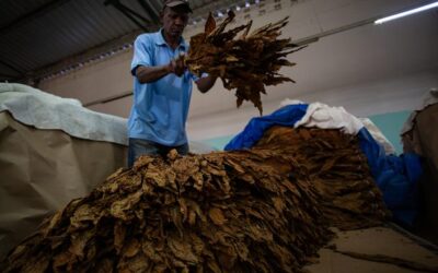 Sobrecumple UEB Alfredo López de Sagua la Grande planes productivos durante 9 meses consecutivos (+Audio)