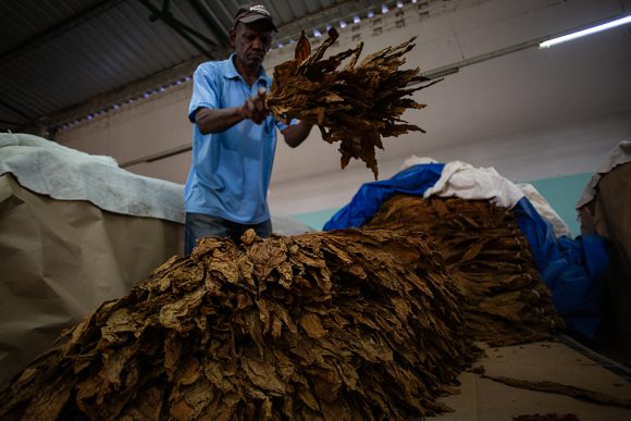 Tabaco-Enro-24-580×387