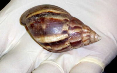 Caracol gigante africano, una de las especies invasivas más peligrosas del mundo (+Fotos)